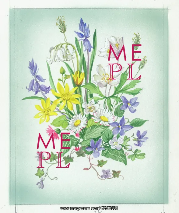  : Windflowers, daisies, celandine etc