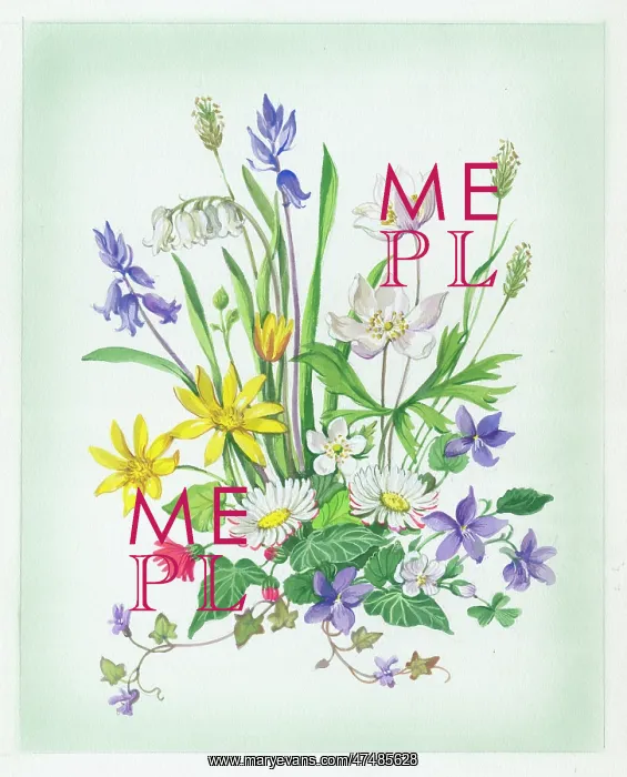  : Windflowers, daisies, celandine etc
