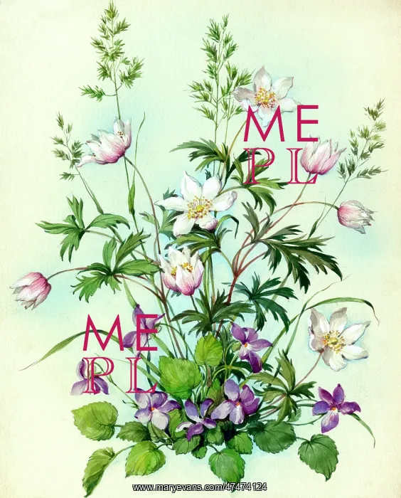  : Windflowers and violets