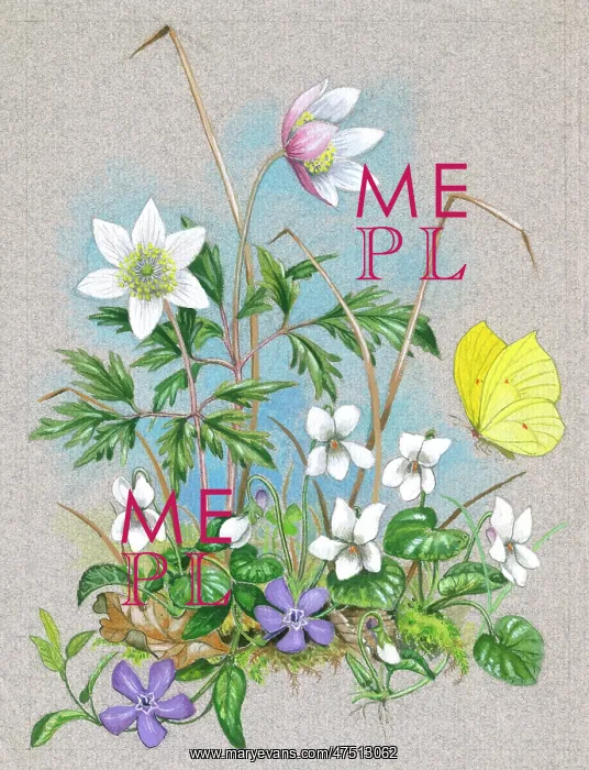 : Windflowers, white violets, periwinkle & butterfly : Windflowers, white violets, periwinkle & butterfly