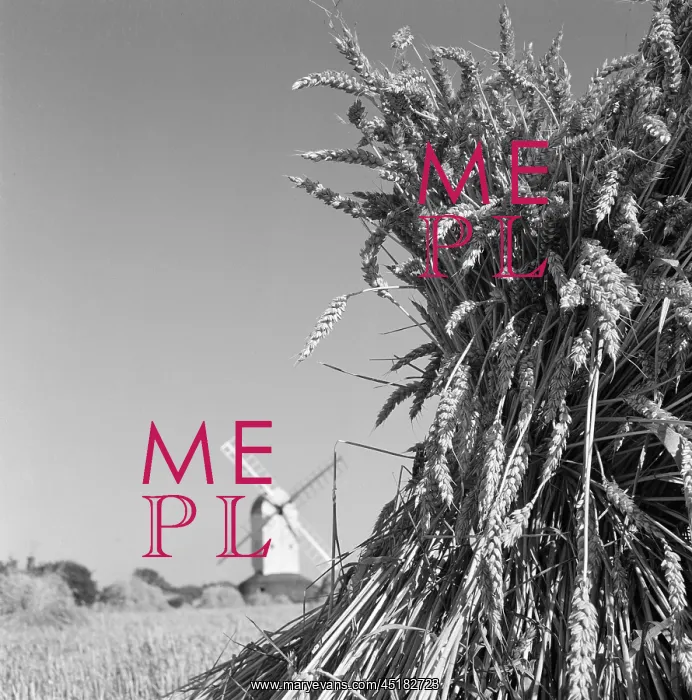 : Windmill and wheat : Windmill and wheat