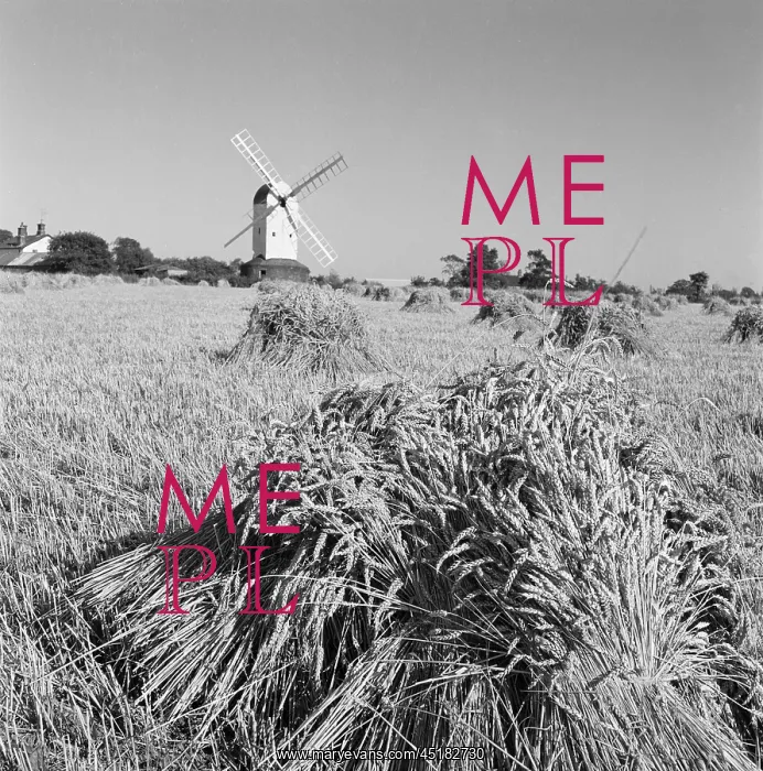 : Windmill and wheat : Windmill and wheat