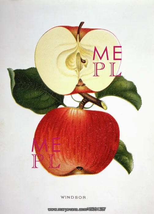  : Windsor Apple - Fruit - Food - Historical