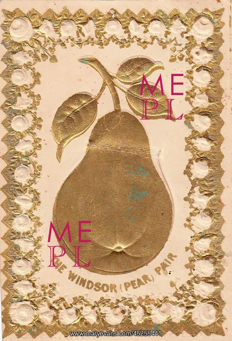  : Windsor pear in gold and cream on a greetings card