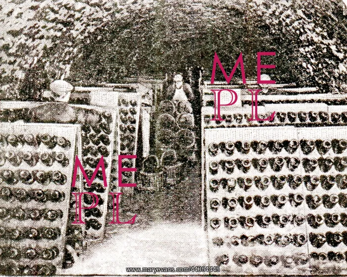  : Wine, Champagne Fermenting in Bottles