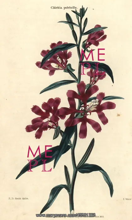  : Wine-colored pinkfairies or ragged robins