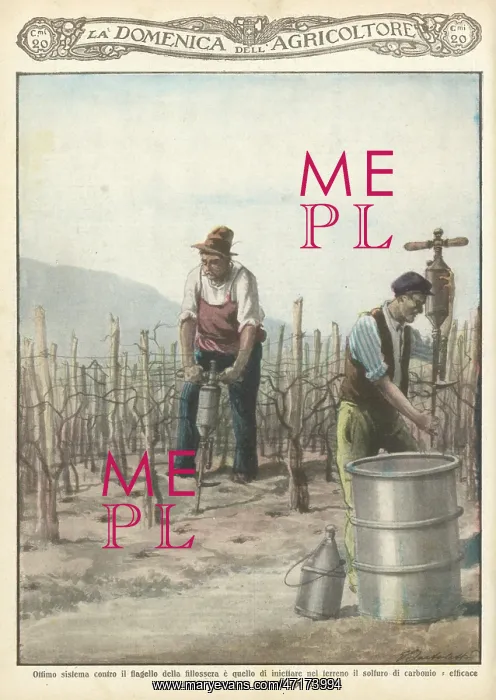 : WINE CULTIVATION ITALY : WINE CULTIVATION ITALY