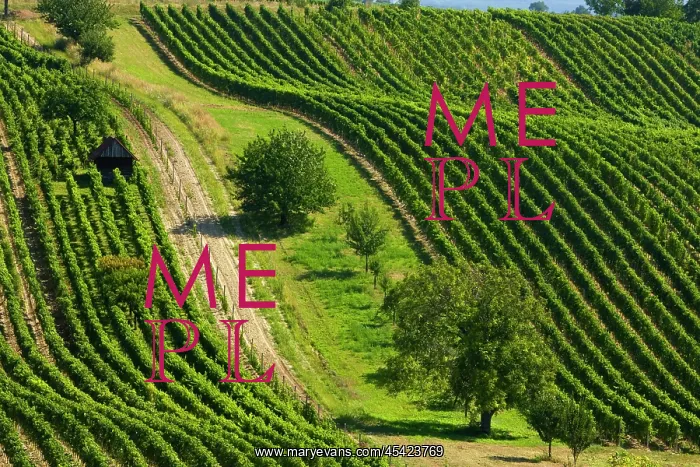 : Wine grapes - vineyard - Cejkovice - winegrowing : Wine grapes - vineyard - Cejkovice - winegrowing