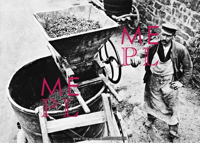 : Wine grower on the grape press : Wine grower on the grape press