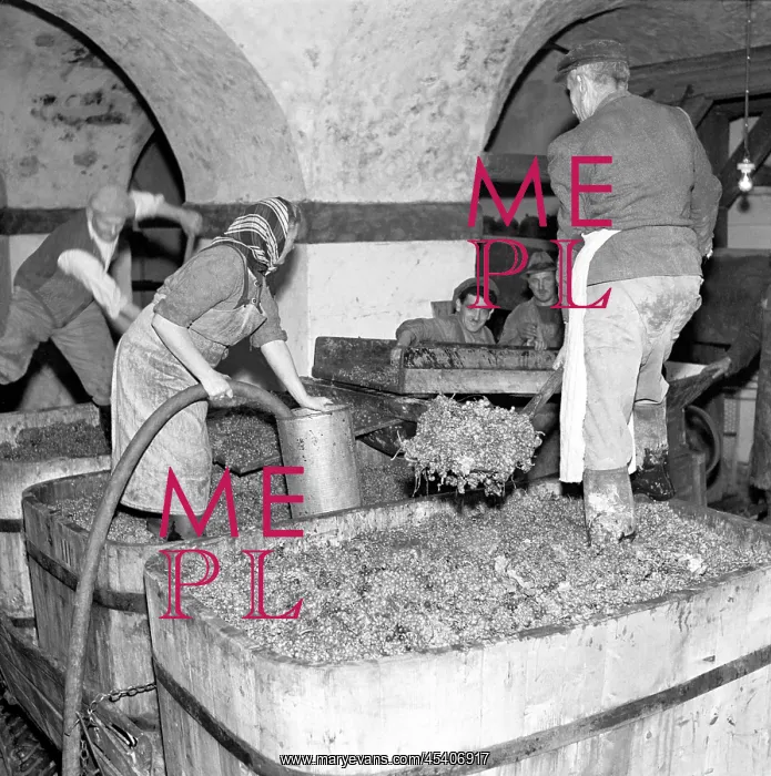 : Wine harvest : Wine harvest