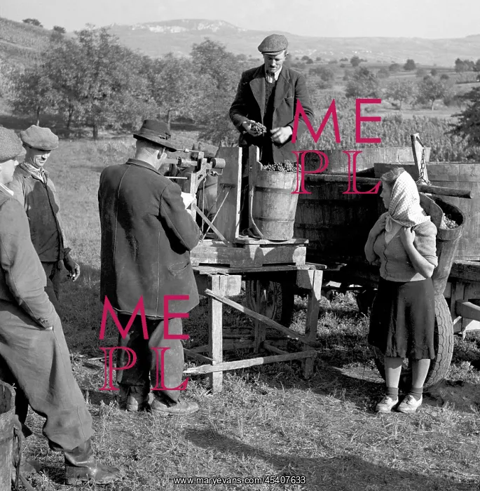 : Wine harvest : Wine harvest