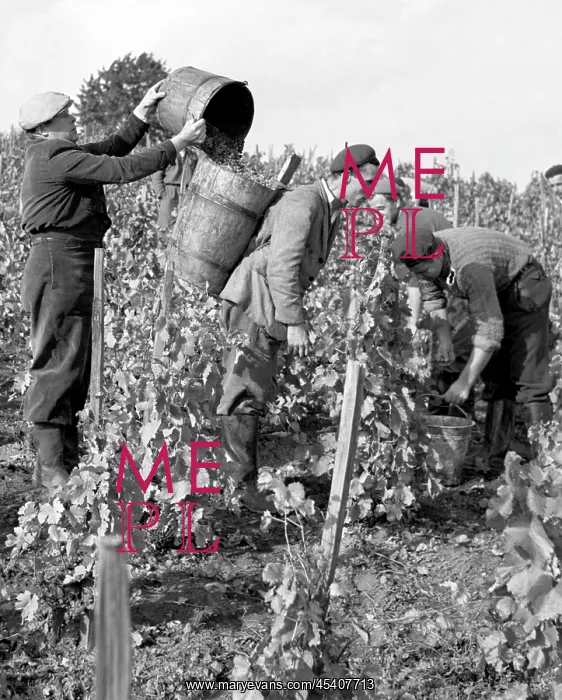 : Wine harvest : Wine harvest