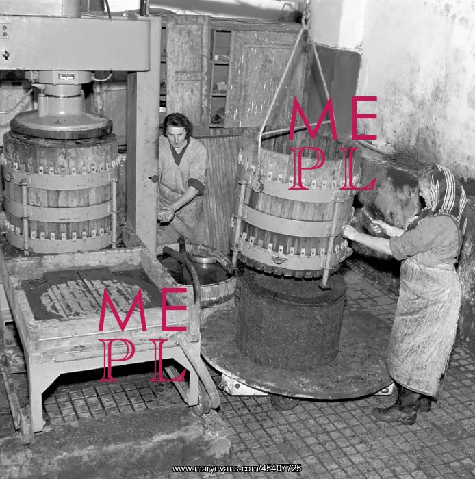 : Wine harvest : Wine harvest