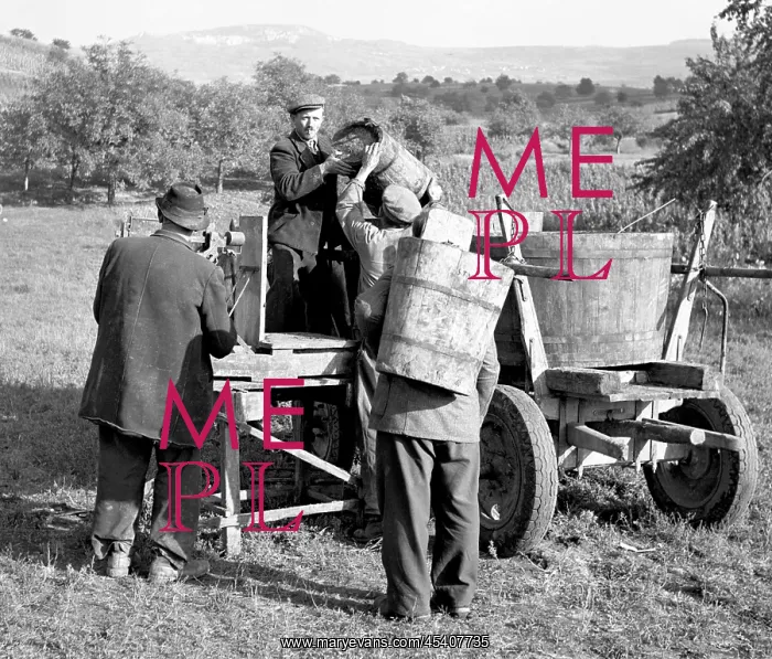 : Wine harvest : Wine harvest