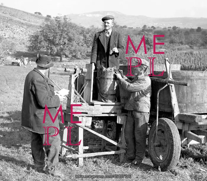 : Wine harvest : Wine harvest
