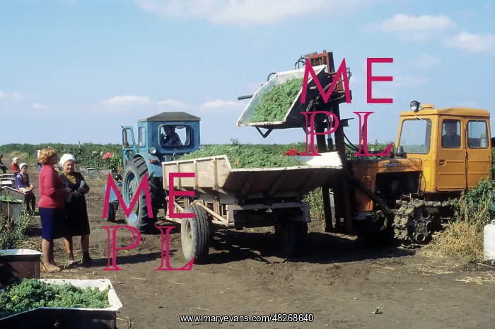: Wine making state farm in Moldavian SSR, 1980 : Wine making state farm in Moldavian SSR, 1980