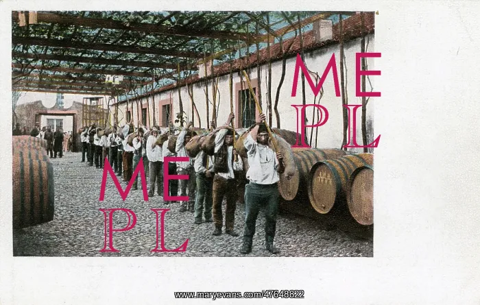 : Wine production, Madeira : Wine production, Madeira