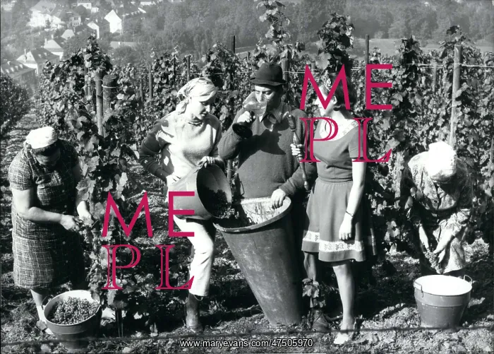 : Wine Queen of Trier in vineyard, Germany : Wine Queen of Trier in vineyard, Germany