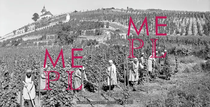 : Wine vine vineyard vinery winegrapes : Wine vine vineyard vinery winegrapes