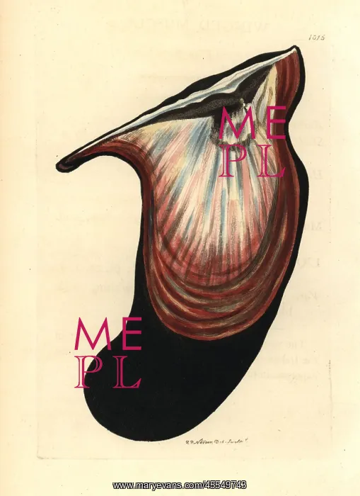 : Wing oyster, Pteria hirundo : Wing oyster, Pteria hirundo