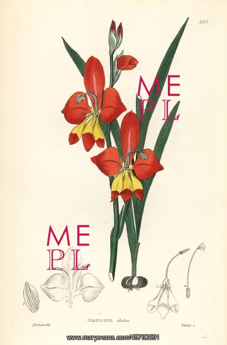 : Winged-flowered cornflag, Gladiolus alatus : Winged-flowered cornflag, Gladiolus alatus