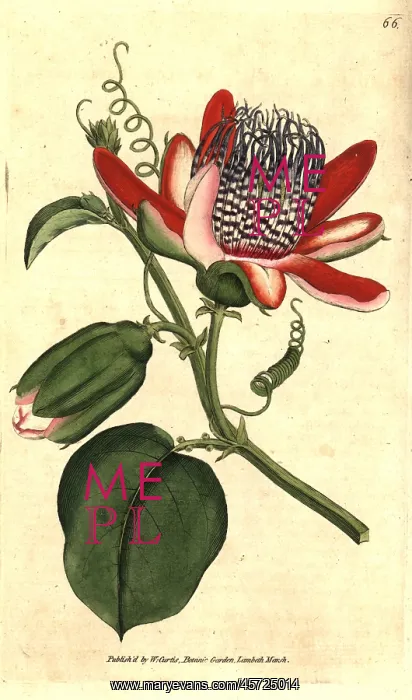 : Winged passionflower, Passiflora alata : Winged passionflower, Passiflora alata