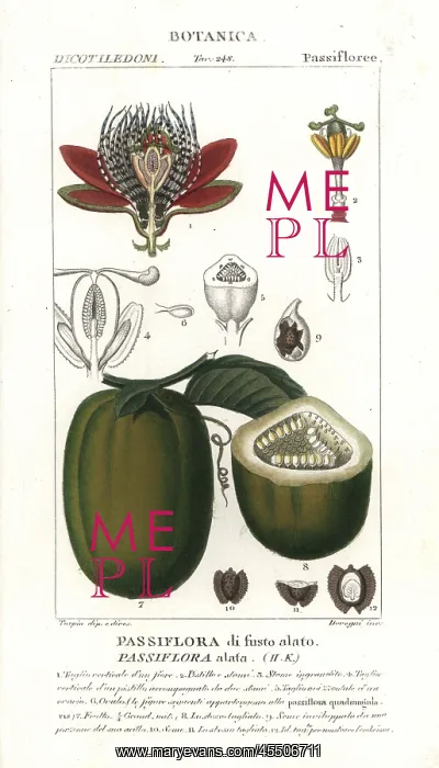 : Winged-stem passion flower, Passiflora alata, with fruit : Winged-stem passion flower, Passiflora alata, with fruit