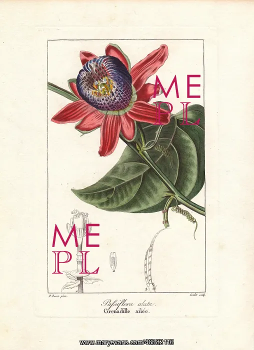 : Winged-stem passion flower, Passiflora alata : Winged-stem passion flower, Passiflora alata