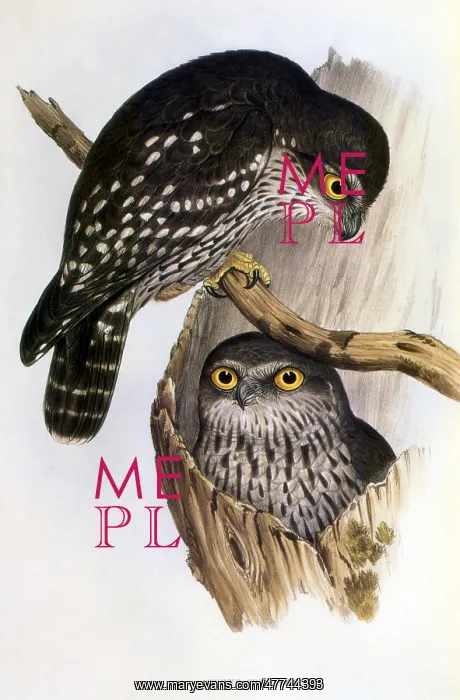 : Winking Owl (Ninox connivens) : Winking Owl (Ninox connivens)