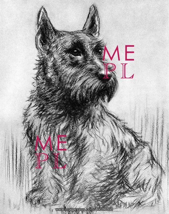 : Winkle - Duke of Gloucester's pet Scottish terrier : Winkle - Duke of Gloucester's pet Scottish terrier