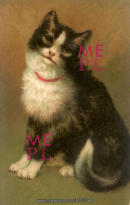  : Winsome Kitten