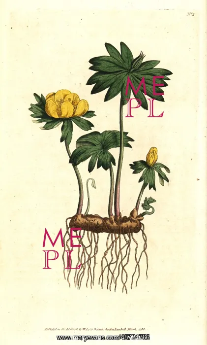 : Winter aconite, Eranthis hyemalis : Winter aconite, Eranthis hyemalis