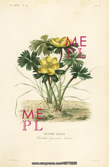 : Winter aconite, Eranthis hyemalis : Winter aconite, Eranthis hyemalis
