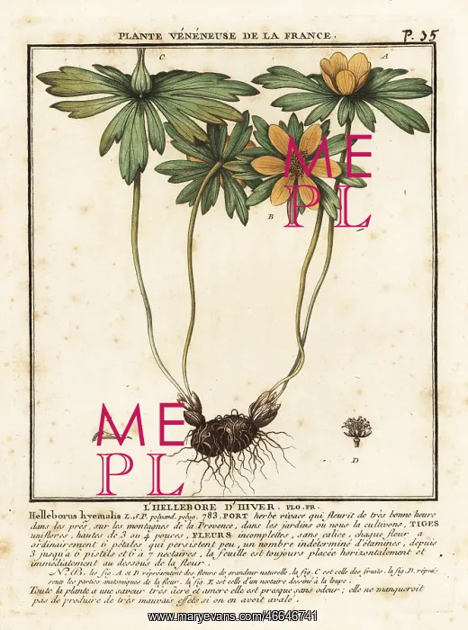 : Winter aconite, Eranthis hyemalis : Winter aconite, Eranthis hyemalis