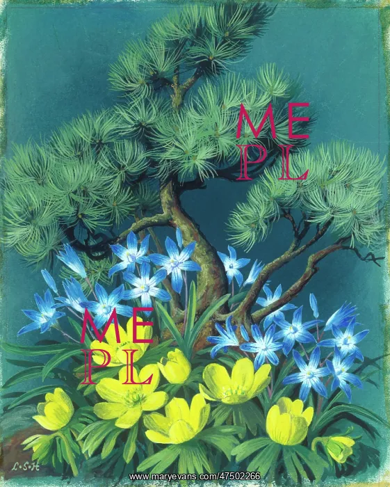 : Winter aconites, chionodoxa and bonsai tree : Winter aconites, chionodoxa and bonsai tree