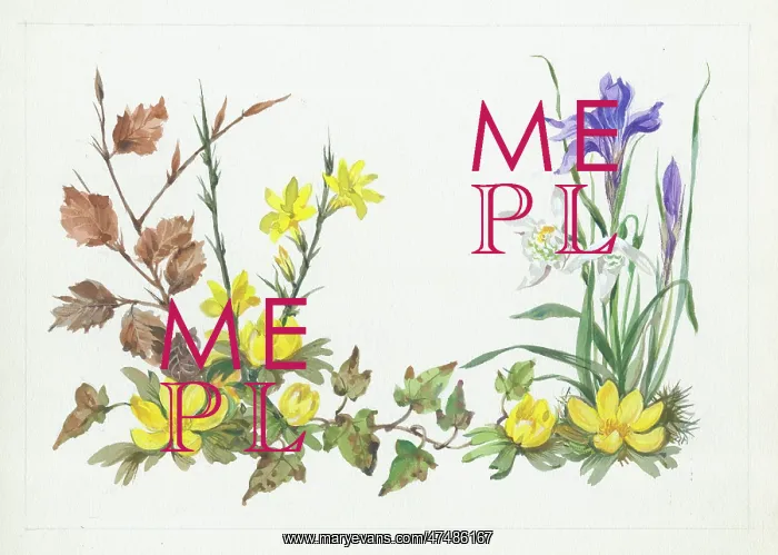  : Winter aconites, Jessamine, beech leaves, snowdrops and iris