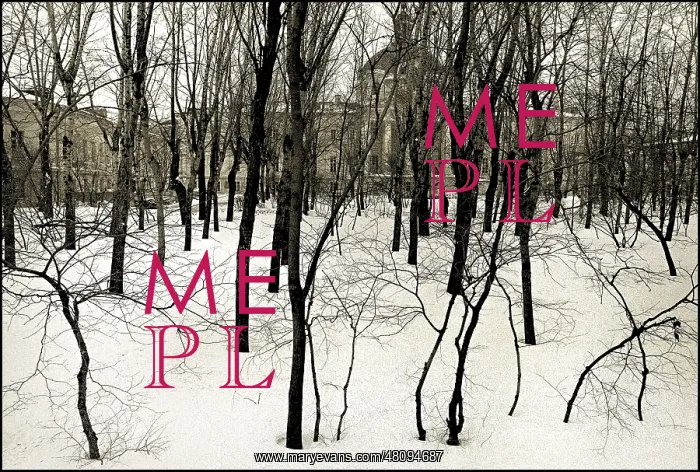  : Winter birch trees, Moscow