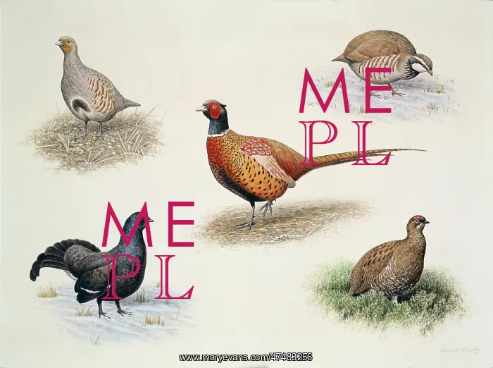 : Winter Birds multiple : Winter Birds multiple