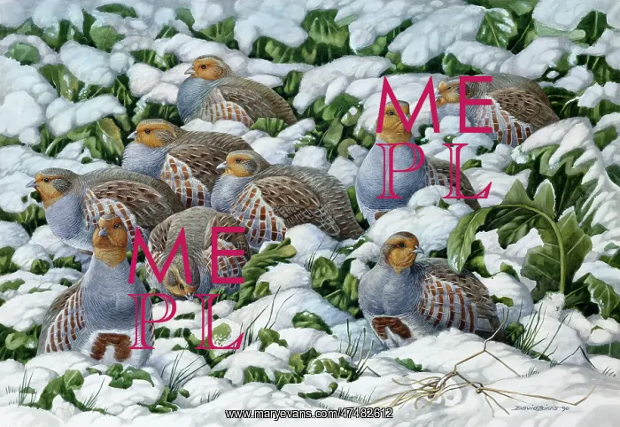 : Winter Covey ' partridges in the snow : Winter Covey ' partridges in the snow