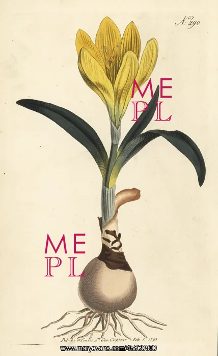 : Winter daffodil, Sternbergia lutea : Winter daffodil, Sternbergia lutea