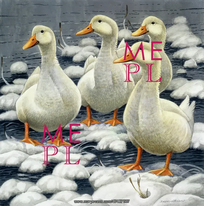  : Winter Ducks ? four white ducks in snow