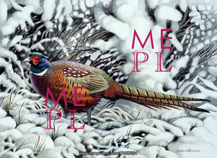 : Winter Fantasy ' Pheasant in Snow : Winter Fantasy ' Pheasant in Snow