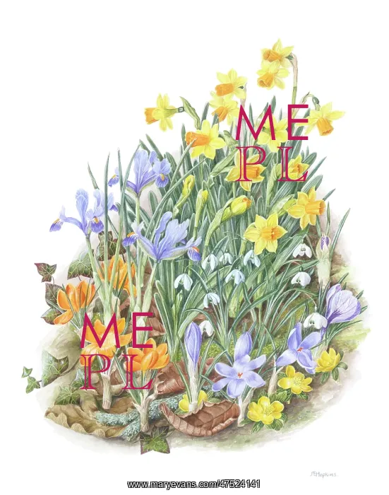 : Winter Flowers - Aconites, snowdrops etc : Winter Flowers - Aconites, snowdrops etc