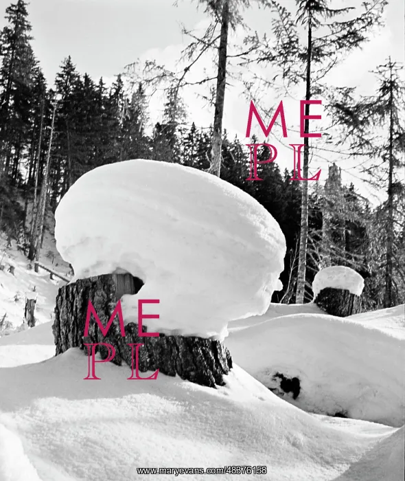 : Winter forest : Winter forest