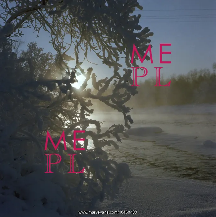 : Winter forest : Winter forest