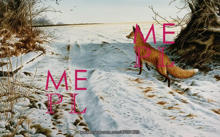 : Winter Fox ' fox in snow-covered landscape : Winter Fox ' fox in snow-covered landscape