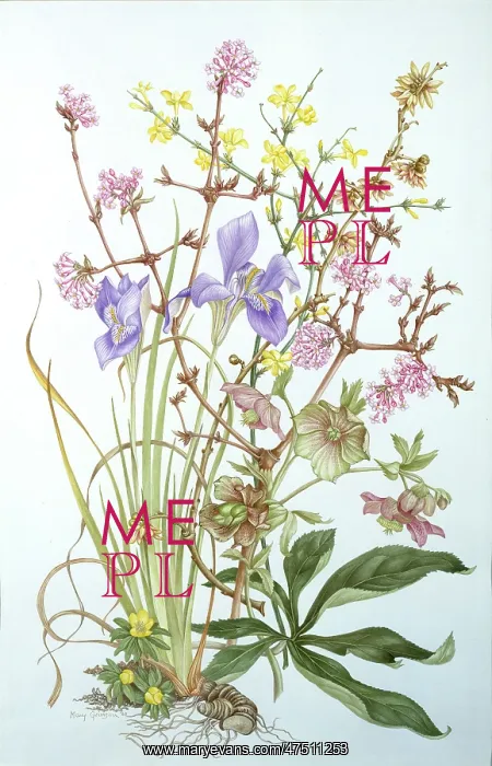 : Winter Garden Collection ' Iris etc : Winter Garden Collection ' Iris etc