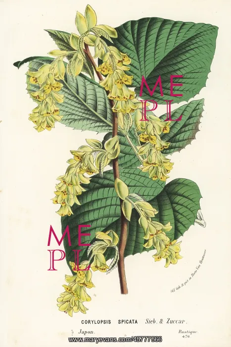 : Winter hazel, Corylopsis spicata : Winter hazel, Corylopsis spicata