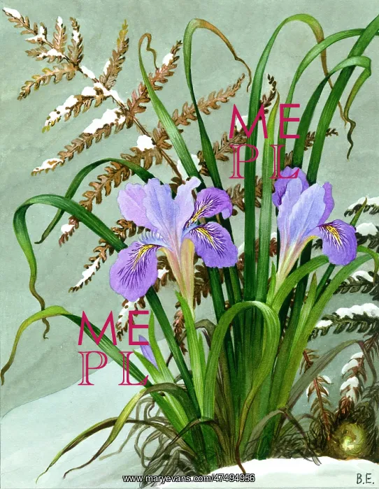  : Winter Iris (iris stylosa) and fern