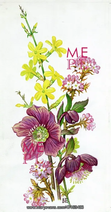 : Winter Jasmine, helleborus atrorubens : Winter Jasmine, helleborus atrorubens